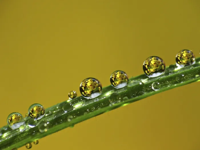 Framed Print : Drop Drop Print by imageBROKER Framed Print : Drop Drop Print by imageBROKER