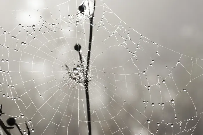 Framed Print : Dew on a Spider Web Print Framed Print : Dew on a Spider Web Print