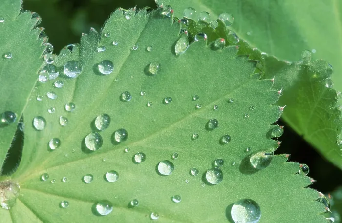 Framed Print : Drops of Water on Leaf Print Framed Print : Drops of Water on Leaf Print