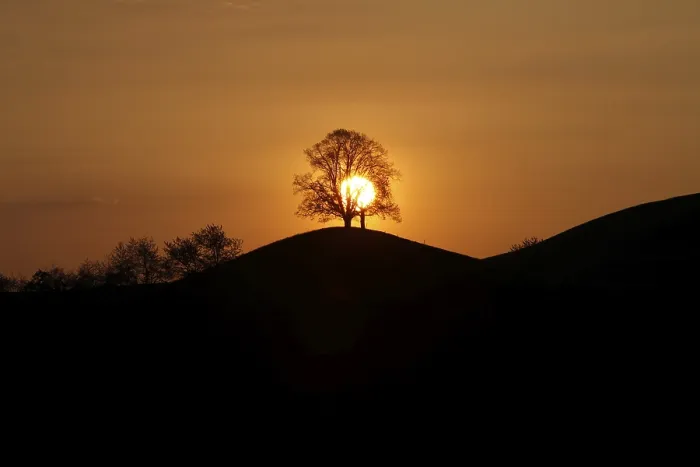 Framed Print : Drumlins with Tree at Sunset Print, Oelegg, Switzerland Framed Print : Drumlins with Tree at Sunset Print, Oelegg, Switzerland