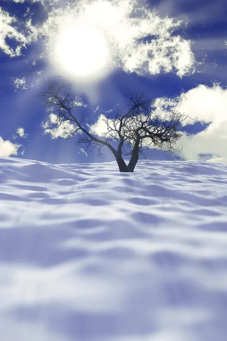 Framed Print : One Dry Tree on Snow Field Print