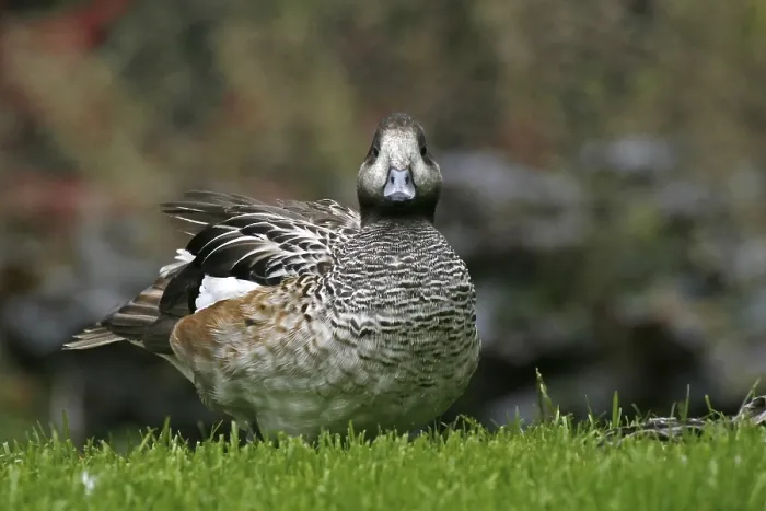 Framed Print : Duck Duck Print by imageBROKER Framed Print : Duck Duck Print by imageBROKER