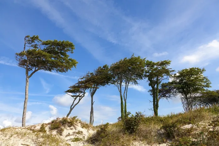 Framed Print : Dunes with Windswept Tree Print, Fischland-Zingst, Germany Framed Print : Dunes with Windswept Tree Print, Fischland-Zingst, Germany