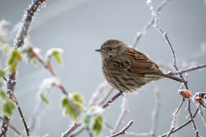 Framed Print : Dunnock in Hoarfrost, Print Framed Print : Dunnock in Hoarfrost, Print