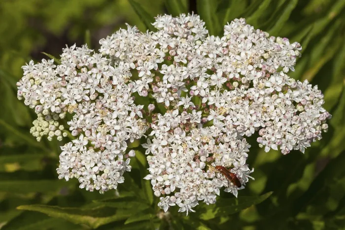Framed Print : Dwarf Elder Print - Sambucus ebulus