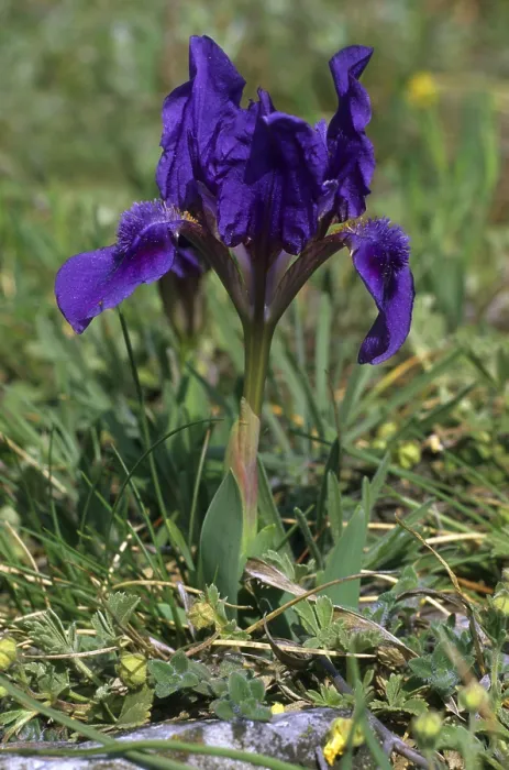 Framed Print : Print of Dwarf Iris (Iris pumila) Blue Type Framed Print : Print of Dwarf Iris (Iris pumila) Blue Type
