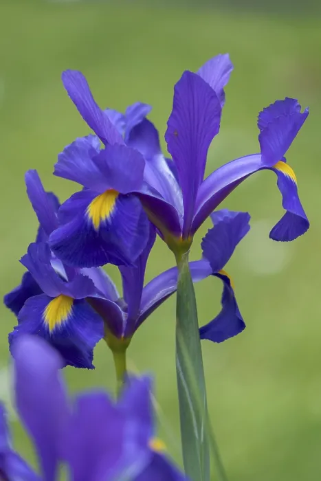 Framed Print : Dwarf Iris (Iris pumila) Print Framed Print : Dwarf Iris (Iris pumila) Print