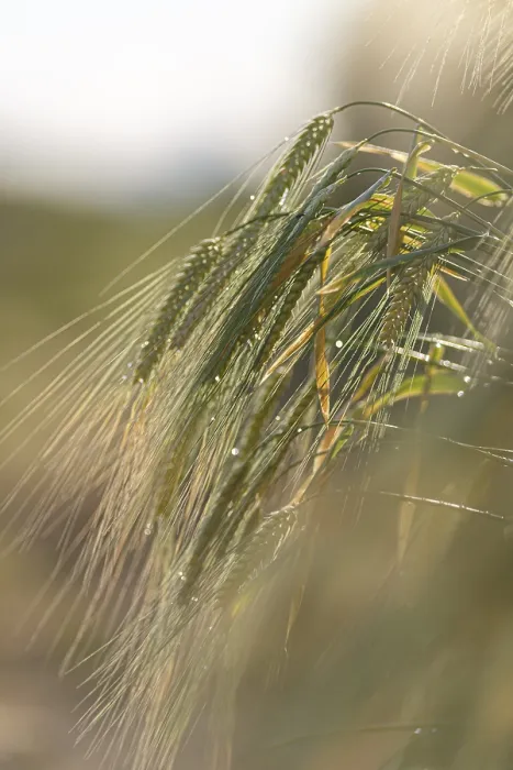 Framed Print : Ear of Barley with Dewdrops Print Framed Print : Ear of Barley with Dewdrops Print