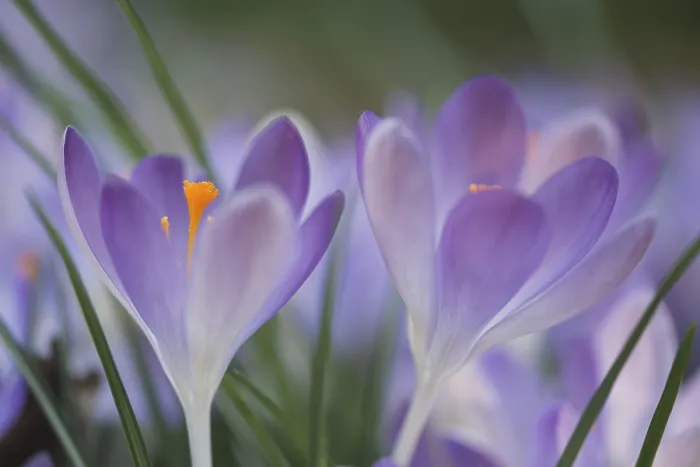 Framed Print : Early Crocus (Crocus tommasinianus) Print, Germany Framed Print : Early Crocus (Crocus tommasinianus) Print, Germany