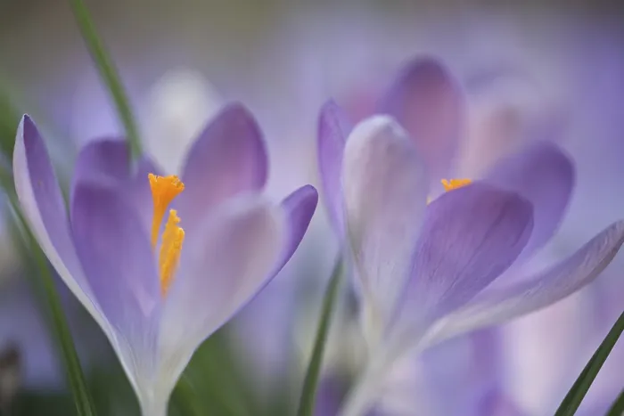 Framed Print : Early Crocus (Crocus tommasinianus) Print, Germany Framed Print : Early Crocus (Crocus tommasinianus) Print, Germany
