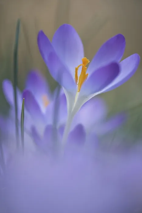 Framed Print : Early Crocus (Crocus tommasinianus) Print, Lower Saxony, Germany Framed Print : Early Crocus (Crocus tommasinianus) Print, Lower Saxony, Germany