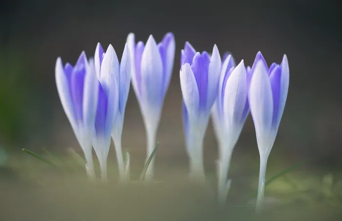 Framed Print : Early Crocus (Crocus tommasinianus) Print, Emsland Region