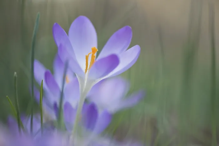 Framed Print : Early Crocus (Crocus tommasinianus) Print, Germany Framed Print : Early Crocus (Crocus tommasinianus) Print, Germany