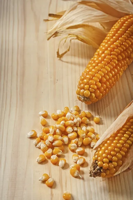 Framed Print : Ears of Corn Composition Print Framed Print : Ears of Corn Composition Print
