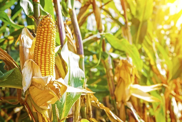 Framed Print : Close-up Print of Ears of Corn on Plants Framed Print : Close-up Print of Ears of Corn on Plants