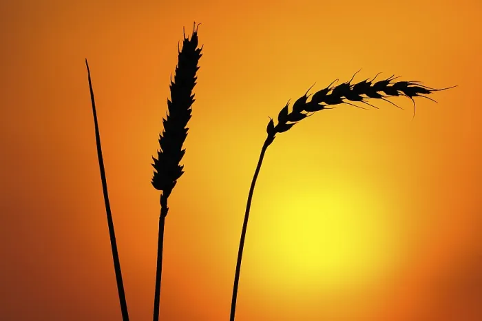 Framed Print : Ears of Wheat Print in Front of the Sun