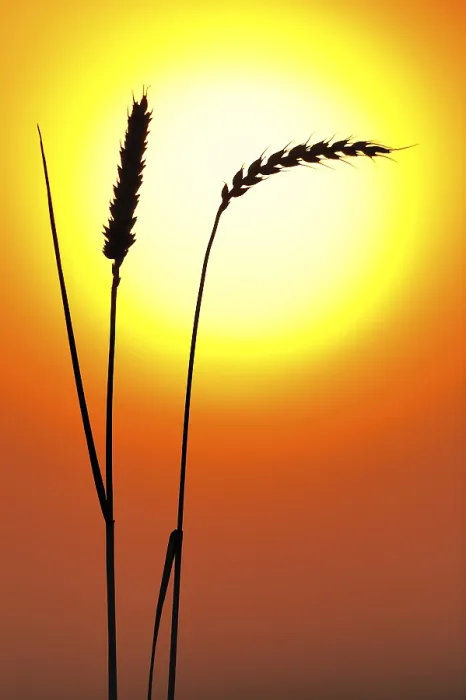 Framed Print : Ears of Wheat Print in Front of the Sun Framed Print : Ears of Wheat Print in Front of the Sun