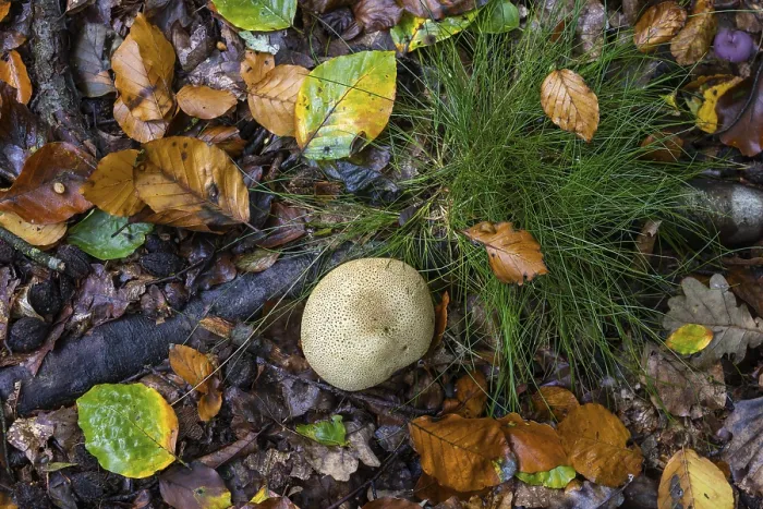 Framed Print : Earthball (Scleroderma) Print, Germany Framed Print : Earthball (Scleroderma) Print, Germany