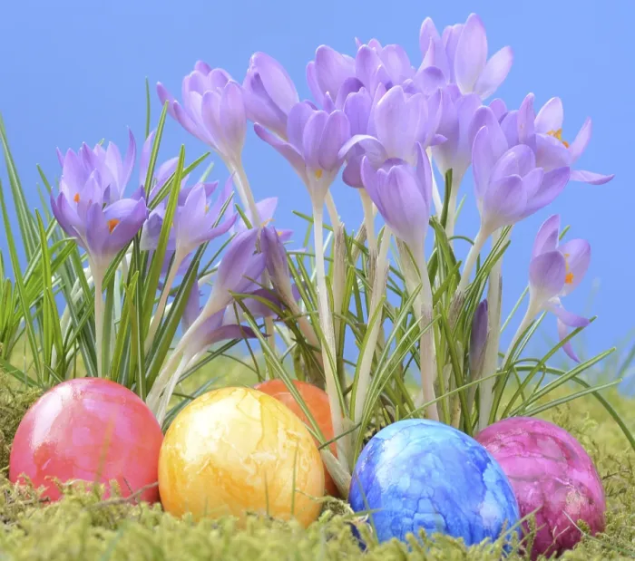 Framed Print : Traditional Easter Egg Print with Crocuses and Grass Framed Print : Traditional Easter Egg Print with Crocuses and Grass