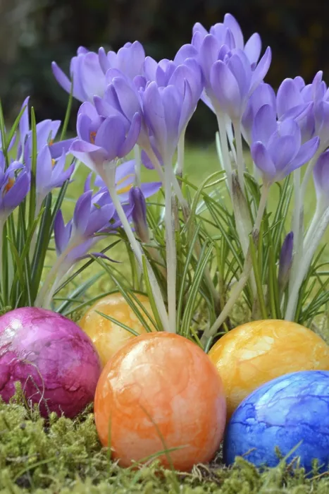 Framed Print : Traditional Easter Egg Print with Crocuses in a Meadow Framed Print : Traditional Easter Egg Print with Crocuses in a Meadow