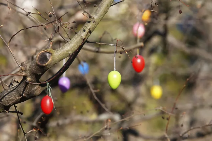 Framed Print : Dresden, Saxony Easter Eggs on a Tree Print Framed Print : Dresden, Saxony Easter Eggs on a Tree Print