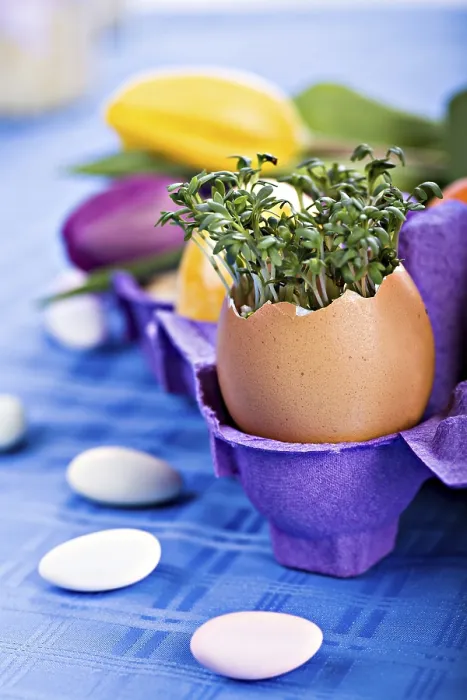 Framed Print : The Easter Installation with Eggs and Plants Print