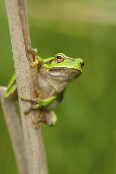 Framed Print : Eastern Tree Frog Print - Hyla orientalis Portrait Framed Print : Eastern Tree Frog Print - Hyla orientalis Portrait