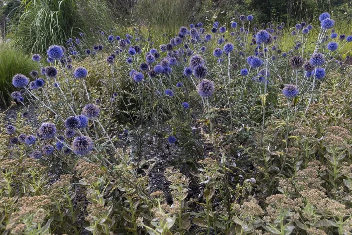 Framed Print : Echinops bannaticus Print - Purple Thistle in Bloom Framed Print : Echinops bannaticus Print - Purple Thistle in Bloom