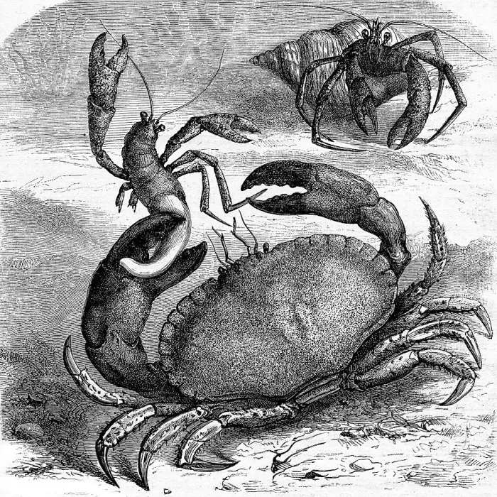 Framed Print : Edible Crab Devours Corpse, Vintage Print 1873 Framed Print : Edible Crab Devours Corpse, Vintage Print 1873