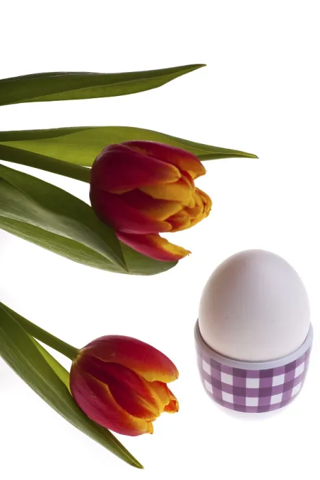 Framed Print : Egg and Tulips in Spring Print Framed Print : Egg and Tulips in Spring Print