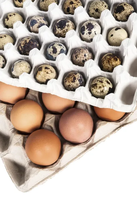 Framed Print : Eggs in a Package Print Framed Print : Eggs in a Package Print