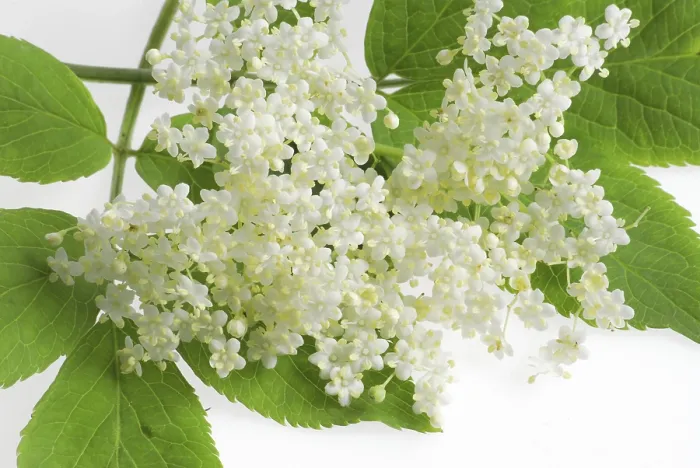 Framed Print : Elderberry Blossoms Print Framed Print : Elderberry Blossoms Print