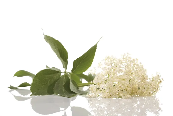 Framed Print : Elderflower Print - Blooming Elder Tree Framed Print : Elderflower Print - Blooming Elder Tree