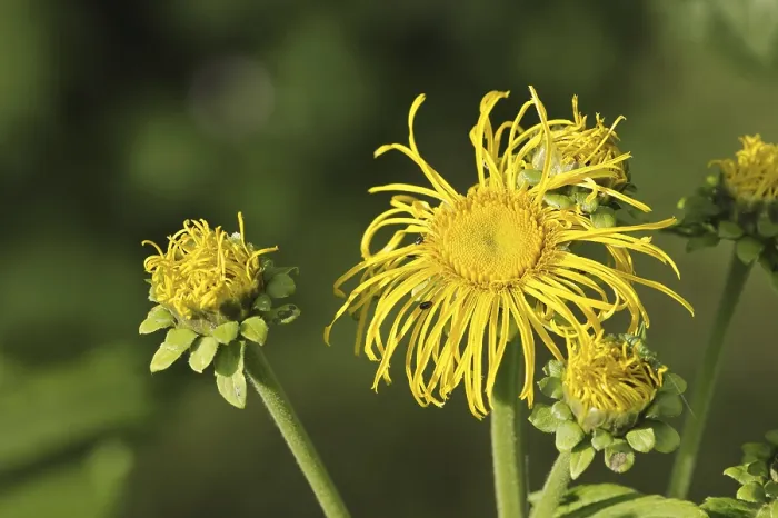 Framed Print : Elecampane (Inula helenium) Print, Medicinal Plant Framed Print : Elecampane (Inula helenium) Print, Medicinal Plant