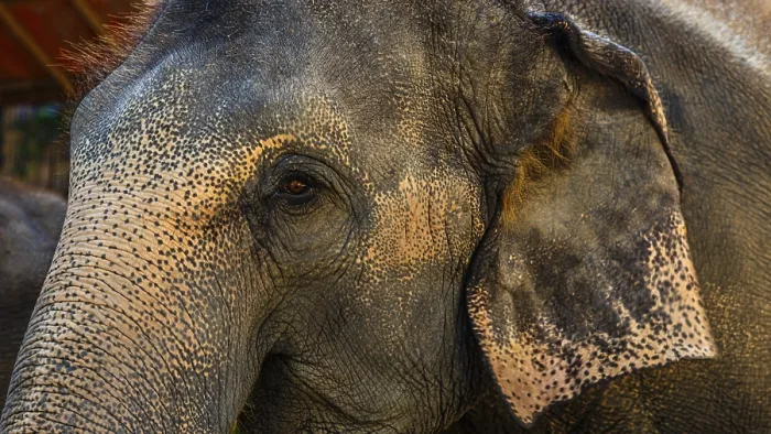 Framed Print : Elephant in Captivity Print, Mae Sa Elephant Camp, Thailand Framed Print : Elephant in Captivity Print, Mae Sa Elephant Camp, Thailand