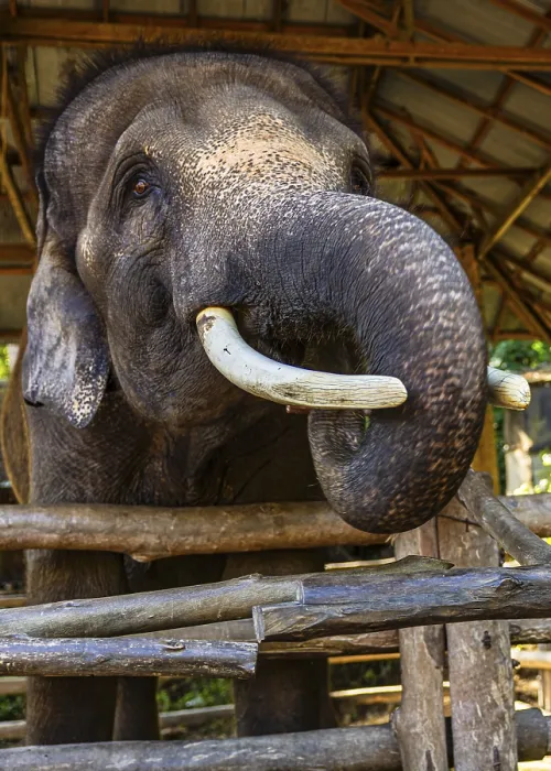 Framed Print : Elephant in Captivity Print, Mae Sa Camp, Thailand Framed Print : Elephant in Captivity Print, Mae Sa Camp, Thailand