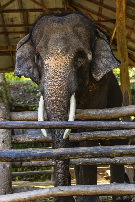 Framed Print : Elephant Print - Mae Sa Elephant Camp, Chiang Mai, Thailand Framed Print : Elephant Print - Mae Sa Elephant Camp, Chiang Mai, Thailand