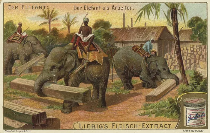 Framed Print : Working Elephants in India, Print from The Elephant Series Framed Print : Working Elephants in India, Print from The Elephant Series