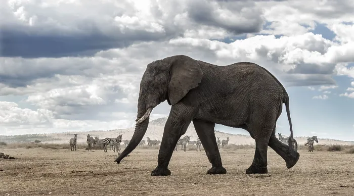 Framed Print : Elephant Walking Print Framed Print : Elephant Walking Print