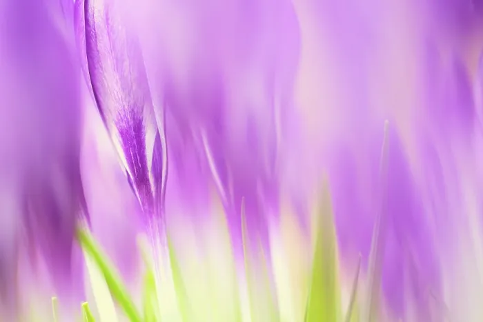 Framed Print : Elfin Crocus Print, Germany