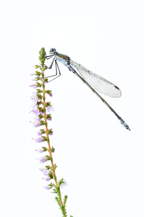 Framed Print : Emerald Damselfly Print - North Rhine-Westphalia, Germany Framed Print : Emerald Damselfly Print - North Rhine-Westphalia, Germany