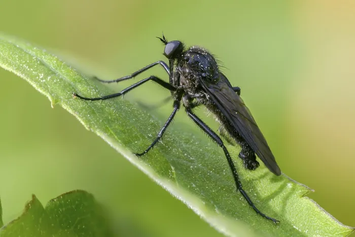 Framed Print : Empididae Spec Print - Dance Fly