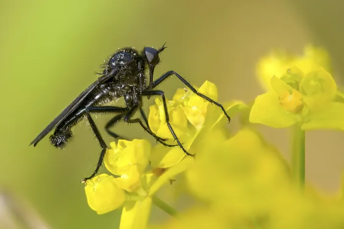 Framed Print : Empididae Spec Print - Dance Fly Framed Print : Empididae Spec Print - Dance Fly