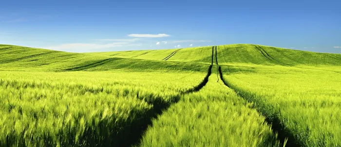 Framed Print : Endless Green Barley Field Print, Saalekreis Germany Framed Print : Endless Green Barley Field Print, Saalekreis Germany