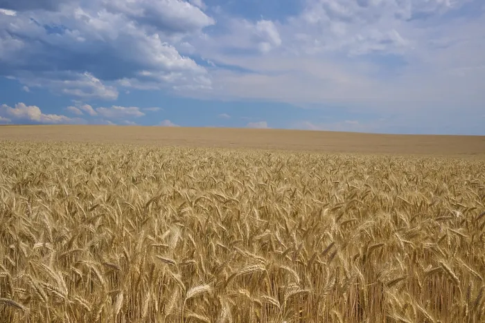 Framed Print : Endless Wheat Field Print, Breithardt, Germany Framed Print : Endless Wheat Field Print, Breithardt, Germany