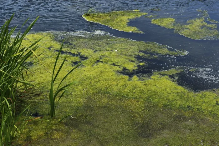 Framed Print : Algae Formation in River Print, Quebec, Canada Framed Print : Algae Formation in River Print, Quebec, Canada