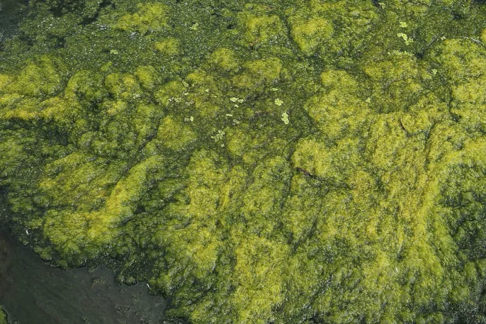 Framed Print : Algae Formation in River Print, Quebec, Canada