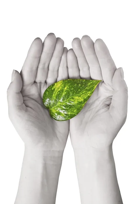 Framed Print : Green Leaf in Human Hands Print Framed Print : Green Leaf in Human Hands Print