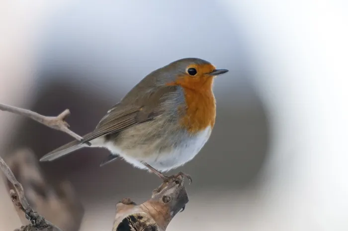 Framed Print : Erithacus rubecula Print - Robin Bird Image Framed Print : Erithacus rubecula Print - Robin Bird Image