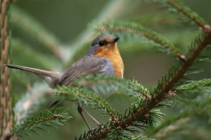 Framed Print : Erithacus rubecula Print - Robin Bird Image Framed Print : Erithacus rubecula Print - Robin Bird Image